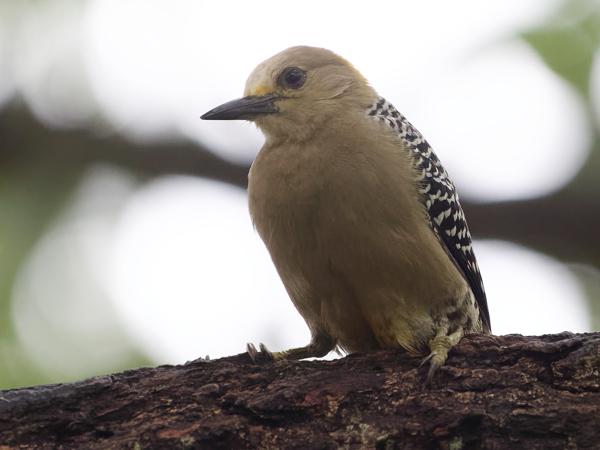 <h3><a href="/trips/costa-rica/biota/animalia/chordata/aves/039 piciformes/009 picidae/melanerpes hoffmannii/melanerpes hoffmannii-nl.html">Melanerpes&nbsp;hoffmannii</a> / Hoffmann's&nbsp;woodpecker / Hoffmanns&nbsp;specht</h3>OM-1 Mark II met OLYMPUS M.150-400mm F4.5 TC, 1/400 sec  bij F5.6, ISO 10000, afstand 8.11&nbsp;m